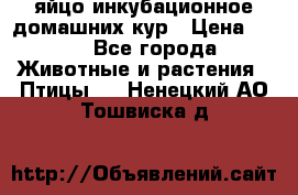 яйцо инкубационное домашних кур › Цена ­ 25 - Все города Животные и растения » Птицы   . Ненецкий АО,Тошвиска д.